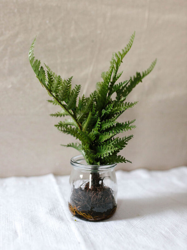 Fern in Ball
