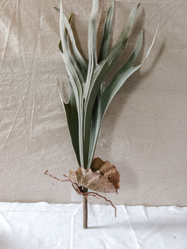23.5" Staghorn Fern Stem