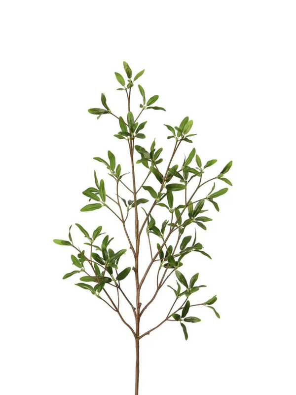 33" coprosma kirkii spray