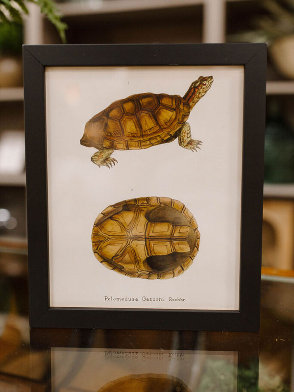 vintage turtle bookplate