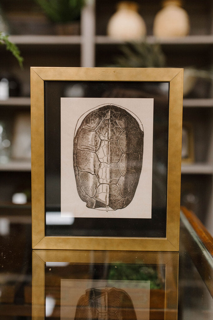 black matted turtle shell