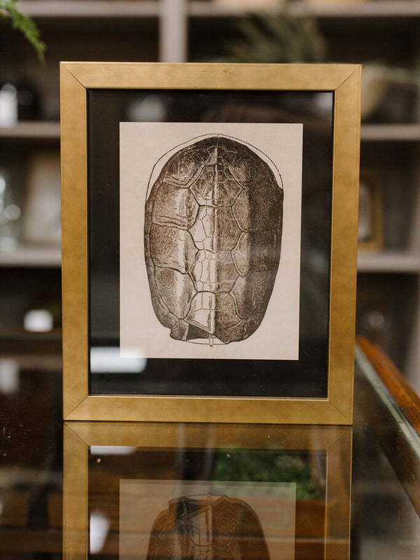 black matted turtle shell