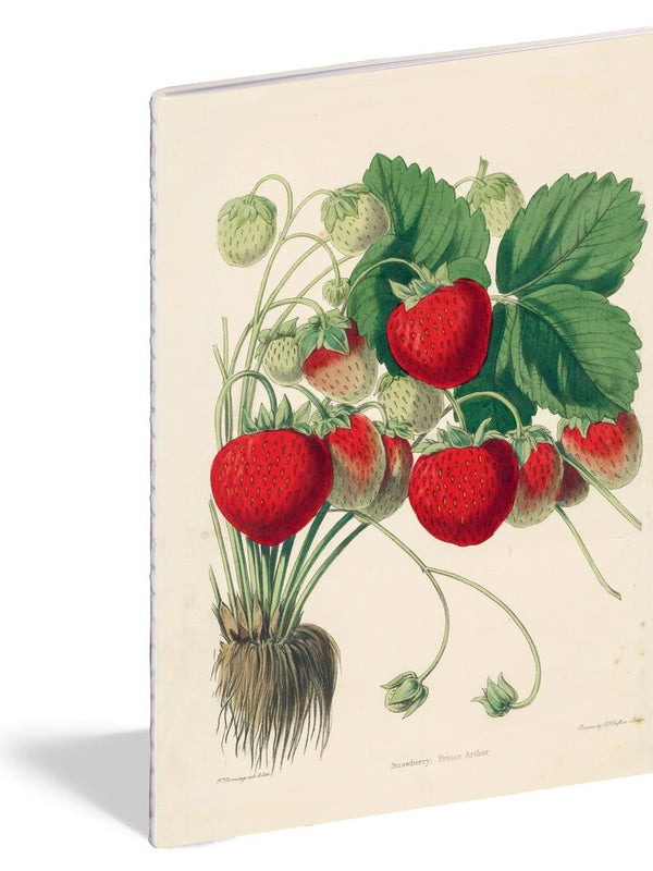 set of 3 kitchen delights notebooks