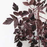 Plum Cimicifuga Seeded Garland - 6'