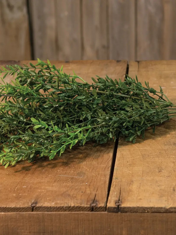 new england boxwood bush 19"