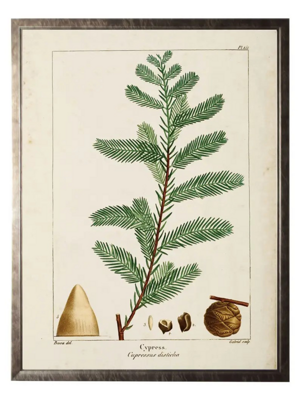 vintage cypress leaf bookplate on distressed background in gold frame