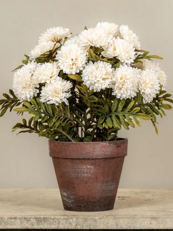 potted cream mums