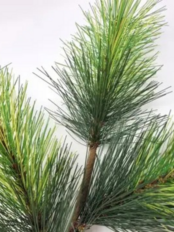 17" mini scotch pine spray in green