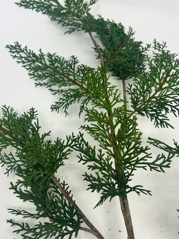 39.5" green real touch eastern red cedar spray