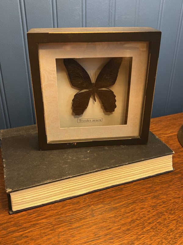 Butterfly specimen in shadow box frame