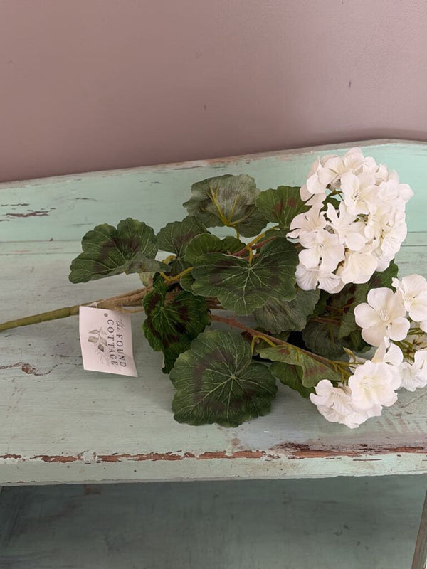 geranium bush