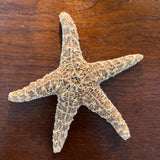 Ochre Sea Star Specimen