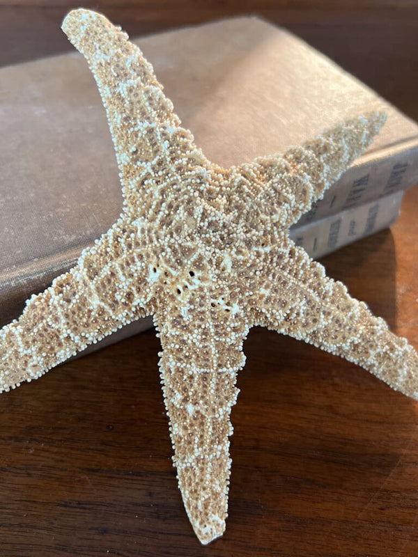 Ochre Sea Star Specimen