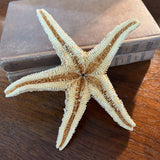 Ochre Sea Star Specimen