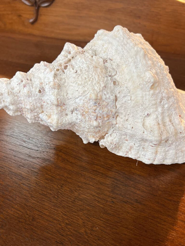 Large Frog Conch Shell
