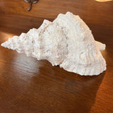 Large Frog Conch Shell