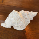 Large Frog Conch Shell