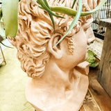 Large Terra Cotta painted David Bust