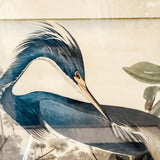 Framed Audubon Print-Blue Heron