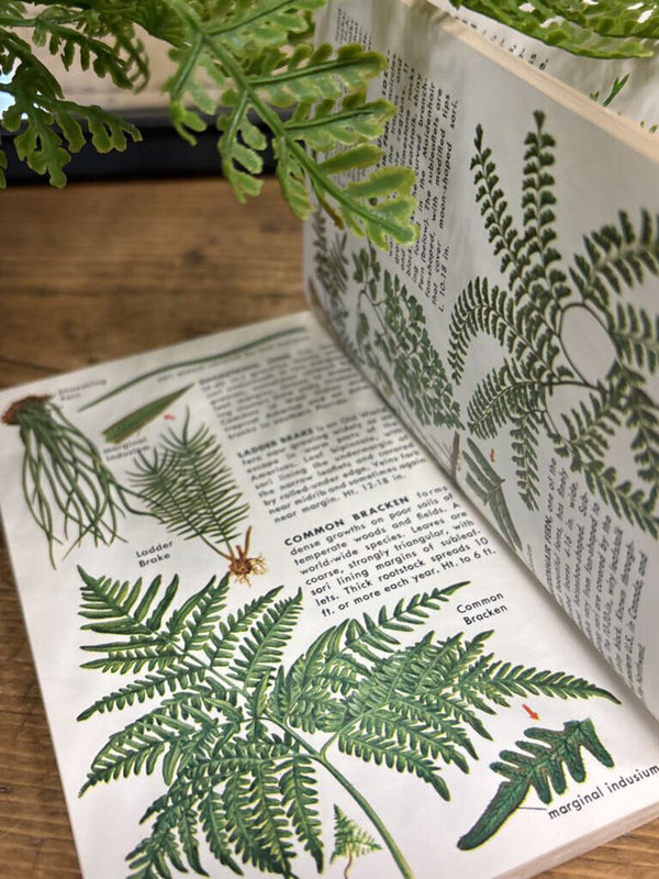 Non Flowering Plants Guidebook