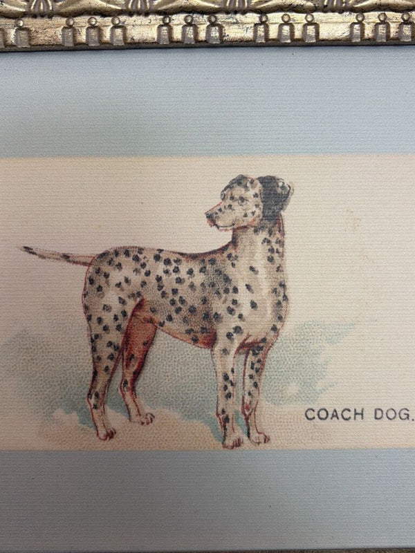 8x10 Dalmatian Framed Antique Art