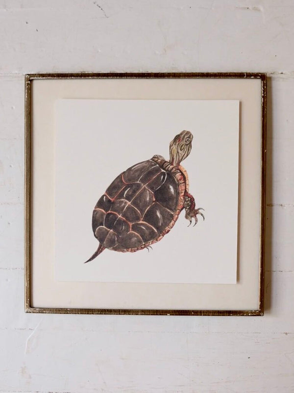 Painted Turtle Art Print (6x6)