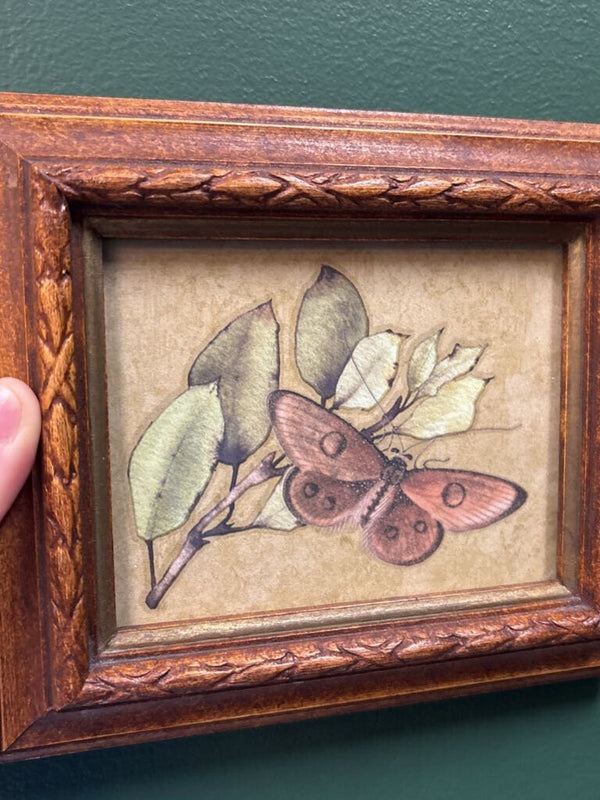 #739 Ornate Wood Framed Moth Picture