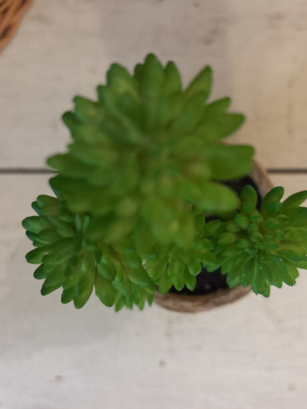 Green Faux Succulent