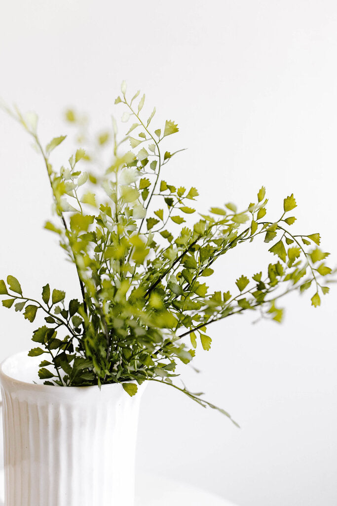 Maidenhair Fern Stem Bundle