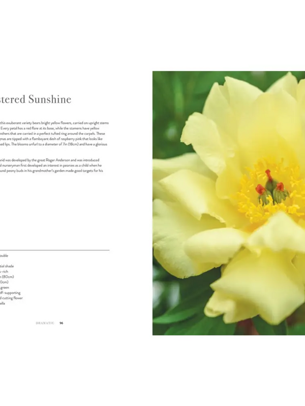 Peonies: Beautiful Varieties For Home & Garden