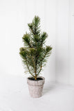 12" sierra pine mini tree on pot