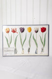 pad of 24 tulip parade placemats