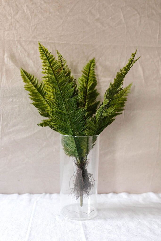 Full Frond Fern Bush