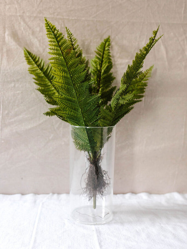 Full Frond Fern Bush