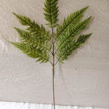Large Fern Spray