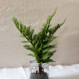 Fern in Ball