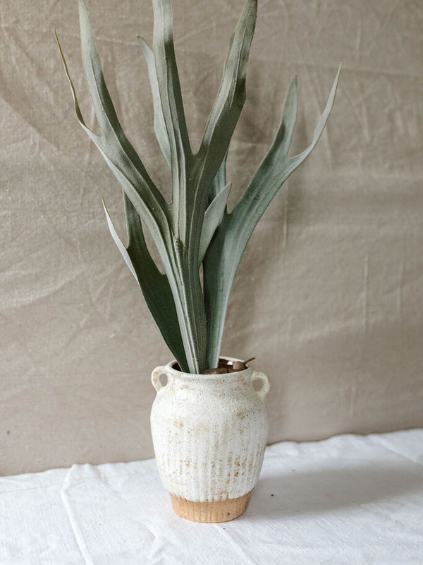 23.5" Staghorn Fern Stem