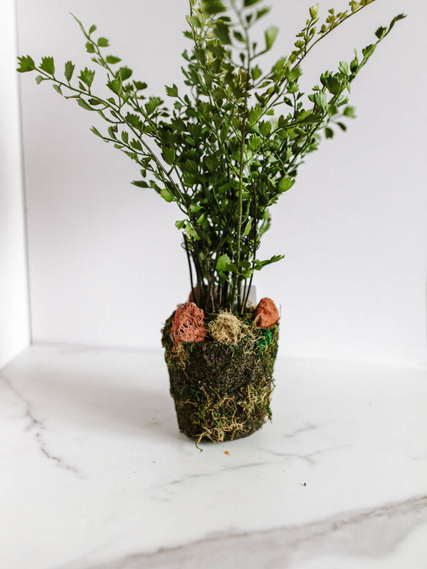 13" maiden hair drop in