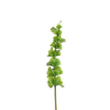 29" bells of Ireland stem