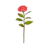 24" coral celosia stem