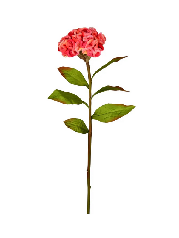 24" coral celosia stem