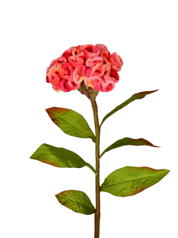 24" coral celosia stem