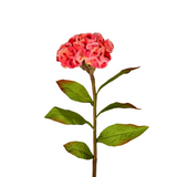 24" coral celosia stem