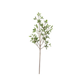 33" coprosma kirkii spray