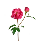 24.5" fuchsia real touch peony flower bloom