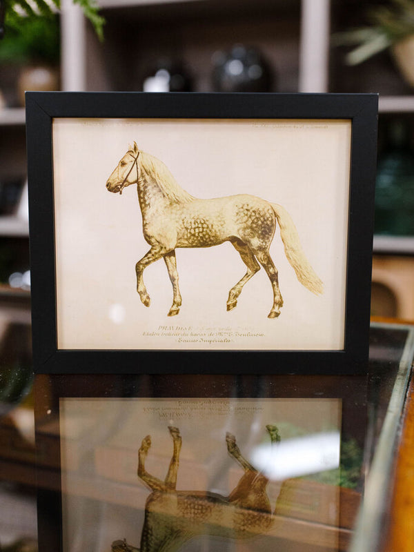 white horse bookplate