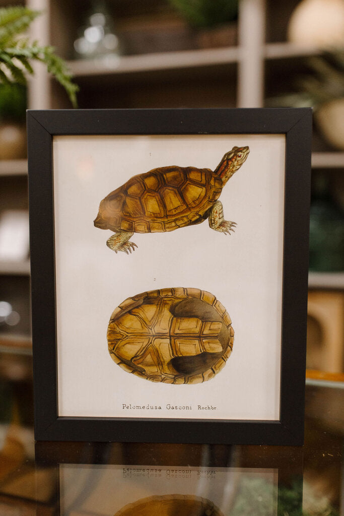 vintage turtle bookplate