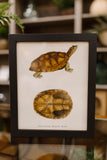 vintage turtle bookplate