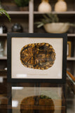 turtle shell plate