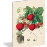 set of 3 kitchen delights notebooks